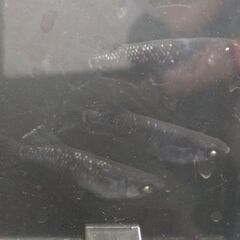 メダカの卵  ミッドナイトフリル 漆黒 アースアイ