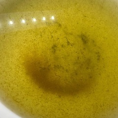 タマミジンコ　　　　めだか　メダカ　