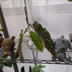 ご成約済み🌱観葉植物🌱　ベゴニアマクラータ発根済み　植替えサービ...