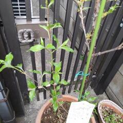 サンシュユ　庭木の画像