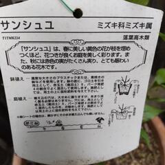 サンシュユ　庭木の画像