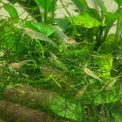 ミナミヌマエビ20匹