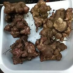 ヤーコンの種芋　1kg