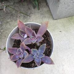 値下げ多肉植物どれても0円の画像