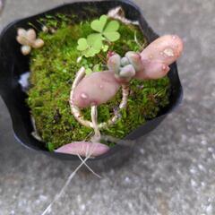 多肉植物どれでも0円の画像