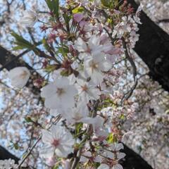桜イベント　猫カフェ − 愛知県