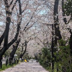 桜イベント　猫カフェ - 地元のお店