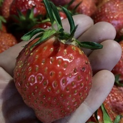 完熟いちご　4/8