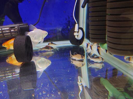 熱帯魚、水槽セット1式引き取ってくださる方 (ねこきち) 長崎の