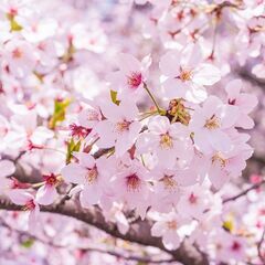 4月9日 お花見会  参加者募集！