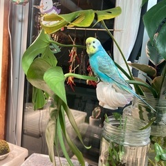 鳥友募集中