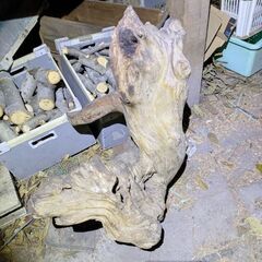 ？木の根っ子？欅とかかな？の画像