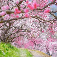 🌸花桃の里＆温泉🌸 - 岡崎市