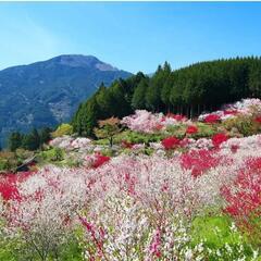 🌸花桃の里＆温泉🌸 − 愛知県