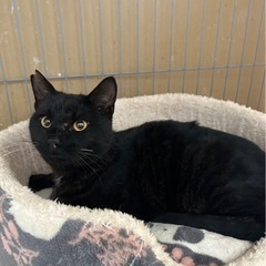 里親さん決まりました　ベタベタ甘えん坊で、珍しい柄の黒猫くん