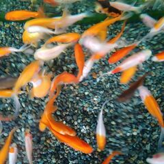 コメット④10匹の画像