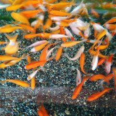 コメット④10匹の画像