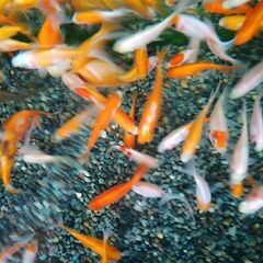 コメット④10匹の画像