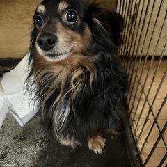 まのんくん☆無事里親様見つかりました♡