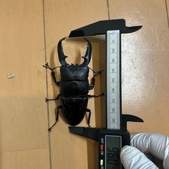 パラワンオオヒラタの中古が安い！激安で譲ります・無料で