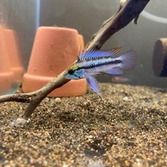 Ap.トリファスキアータ（ブリード）の稚魚5匹_____2025...