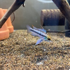 Ap.トリファスキアータ（ブリード）の稚魚5匹_____20250408の画像