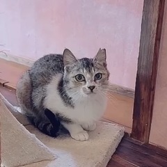 🌸🐈キジシロ薄め🐈🌸 - 猫