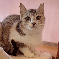 🌸🐈キジシロ薄め🐈🌸 - 大分市
