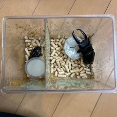 パラワンオオヒラクワガタ ペア 86×47の画像