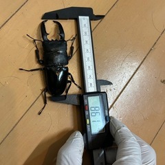 パラワンオオヒラクワガタ ペア 86×47