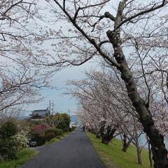 桜味ソフトが好きですか？