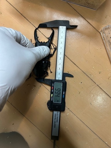 パラワンオオヒラクワガタ ペア 99×47