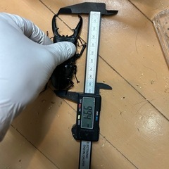 パラワンオオヒラクワガタ ペア 99×47