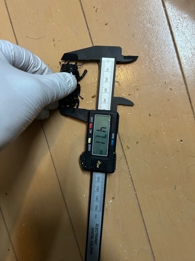 パラワンオオヒラクワガタ ペア 99×47