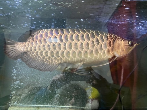 熱帯魚 アロワナ