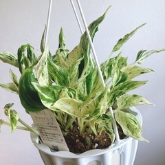 ポトステルノラブソング観葉植物