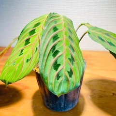 エキゾチックな雰囲気の観葉植物！マランタレウコネウラ