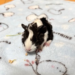 モルモットの赤ちゃん