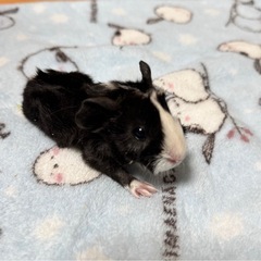 モルモットの赤ちゃん − 東京都