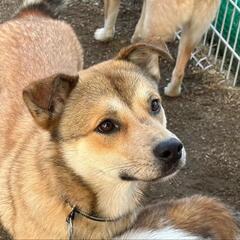 甘えたサン　レオン　保護犬　雑種
