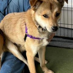 再投稿(;_;)　甘えたサン　レオン　保護犬　雑種 - 岡山市
