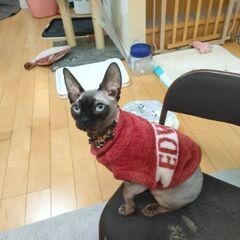 甘えん坊のスフィンクス