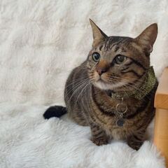 猫派のみなさんお話ししませんか？