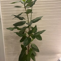 ゴムの木　フィカス　アルテシマの画像