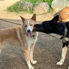 シャイボーイ　おかか　保護犬　雑種 - 犬
