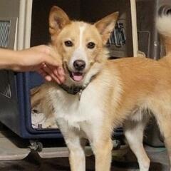 シャイボーイ　おかか　保護犬　雑種 - 岡山市