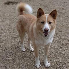 シャイボーイ　おかか　保護犬　雑種
