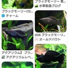 ブラックモーリーだと思います。多分の画像