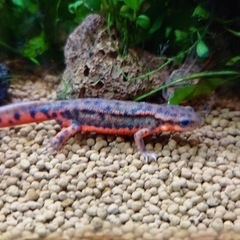 アカハライモリ　福江島産　幼体　CBの画像