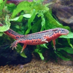 アカハライモリ　福江島産　幼体　CBの画像